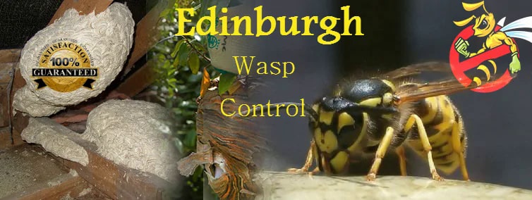 Edinburgh Wasp Control's Logo