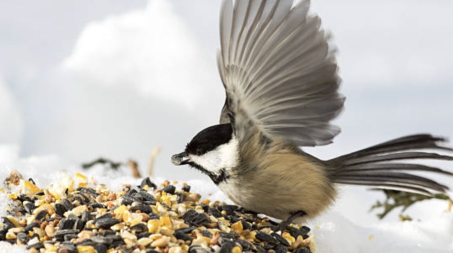 Seeds and Grains