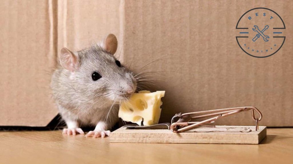 How much does it cost to remove rats yourself