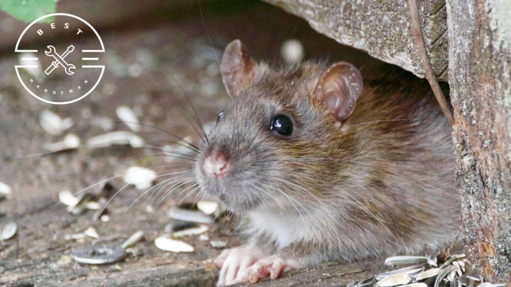 How much does rat extermination cost