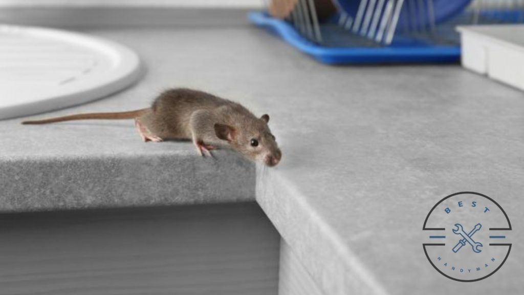 Tips to Prevent Rat Infestation in the Future